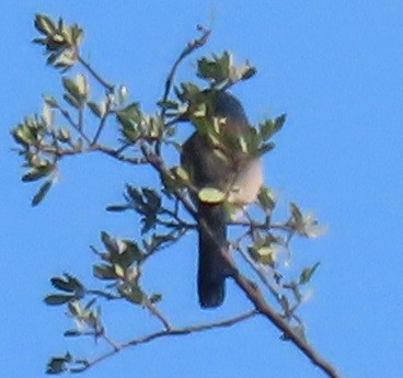 einerskrike - ML657313425