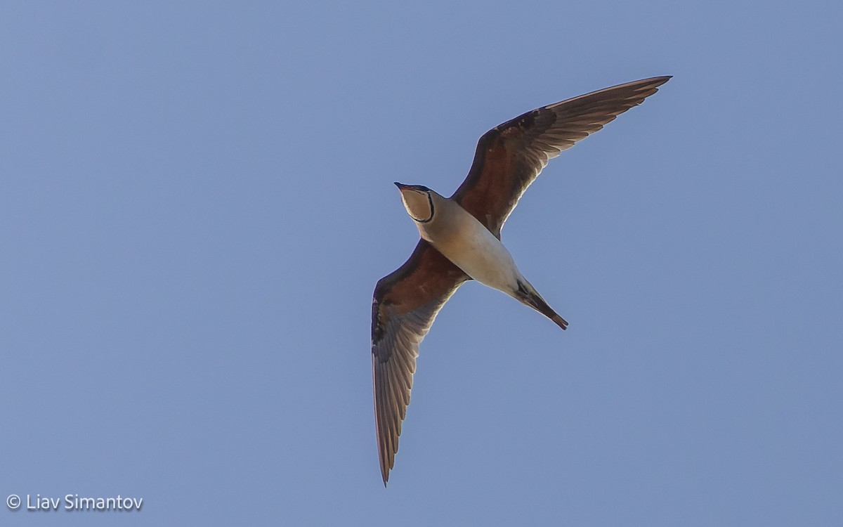 Collared Pratincole - ML657313838