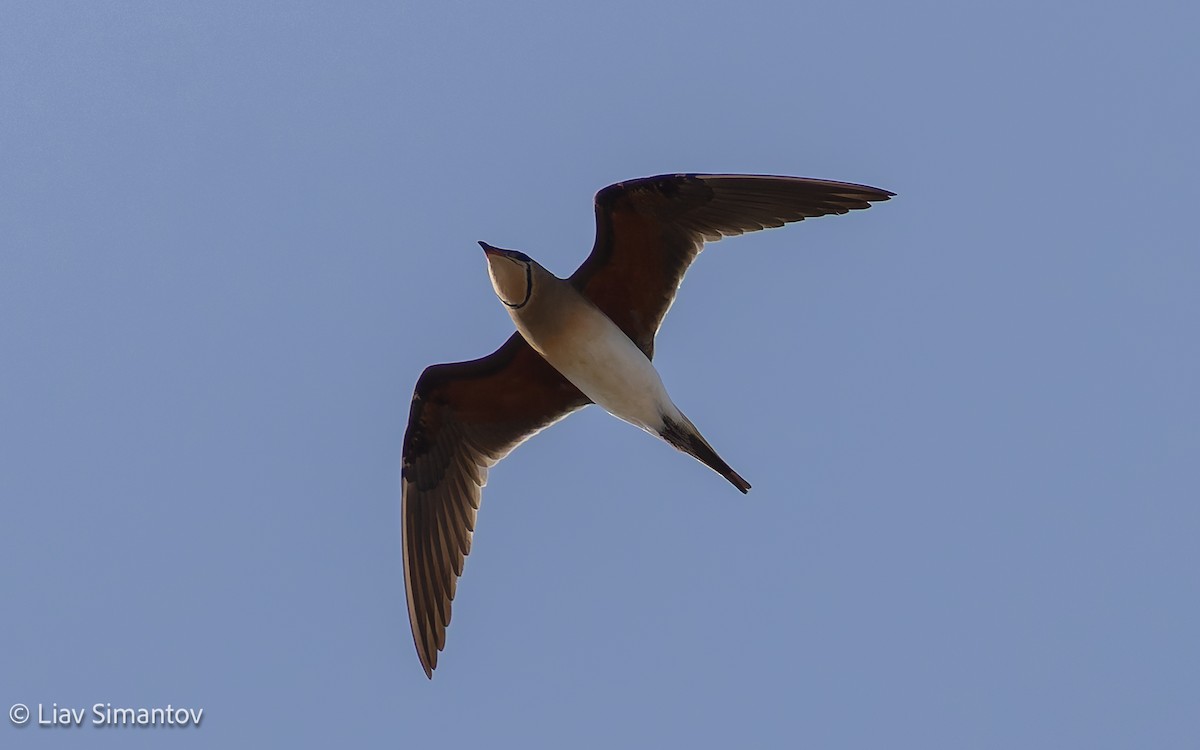 Collared Pratincole - ML657313918