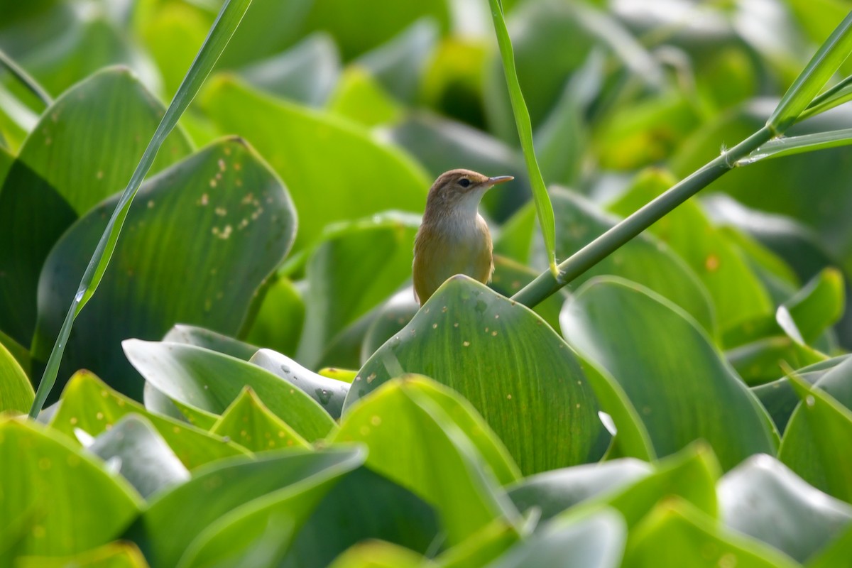 Common Reed Warbler (African) - ML657314013