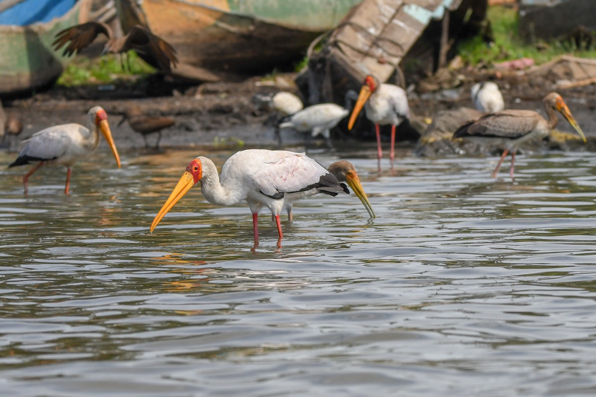 Yellow-billed Stork - ML657314070