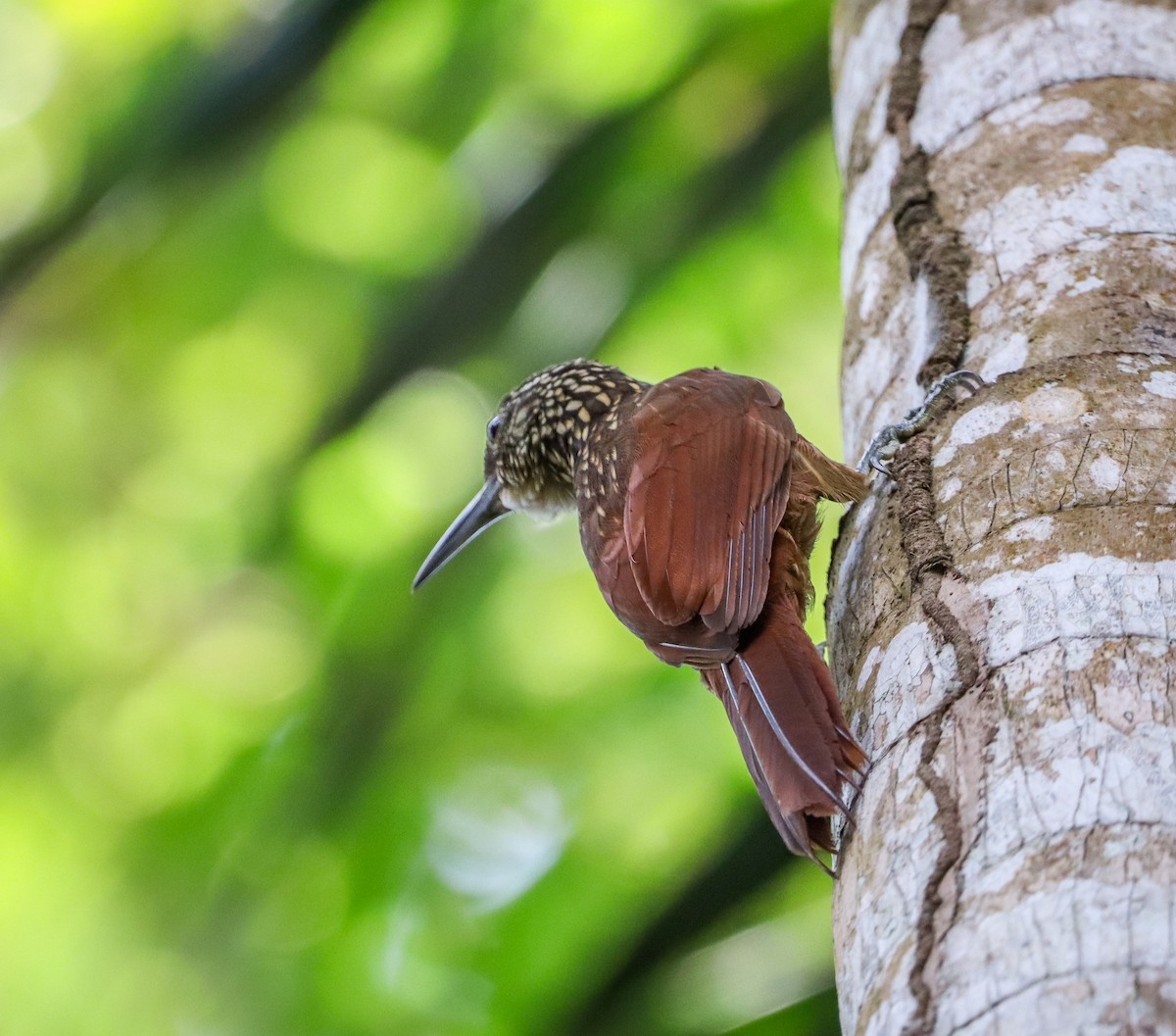 Buff-throated Woodcreeper - ML657314903