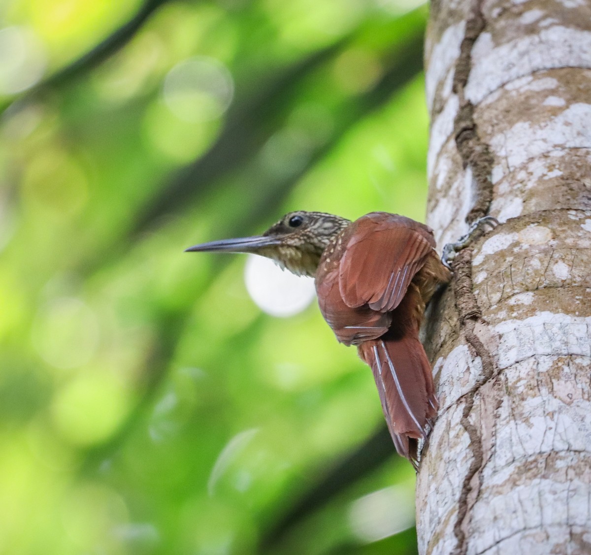 Buff-throated Woodcreeper - ML657314923