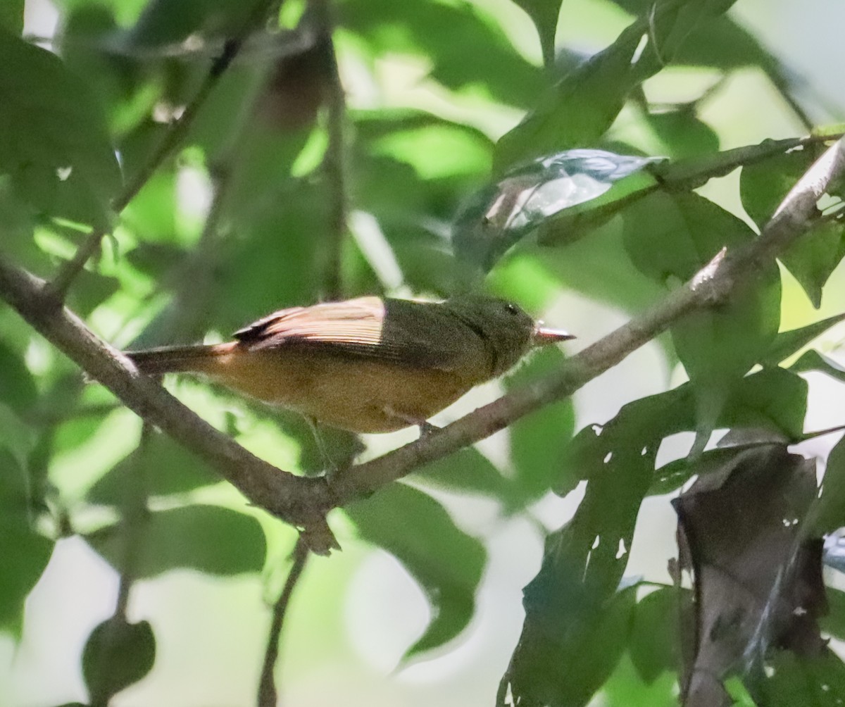 McConnell's Flycatcher - ML657314972
