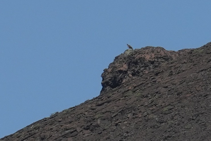 káně galapážská - ML657315086