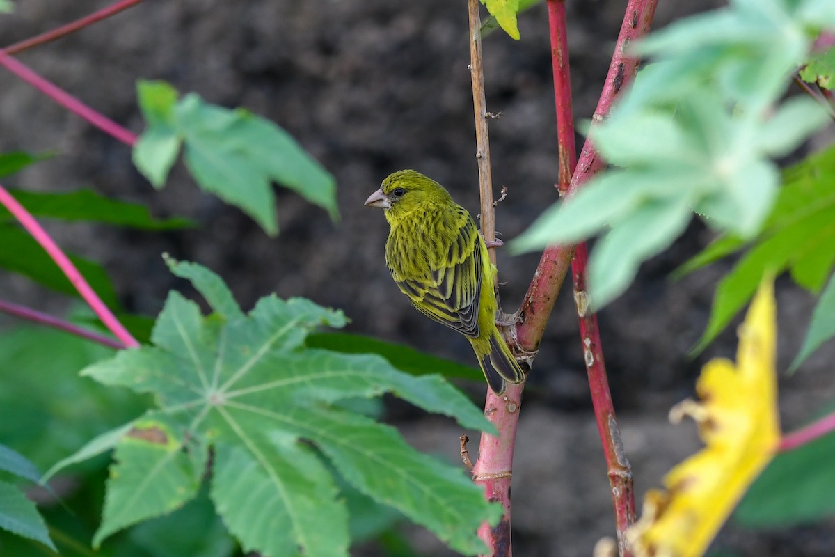 Papyrus Canary - ML657315811