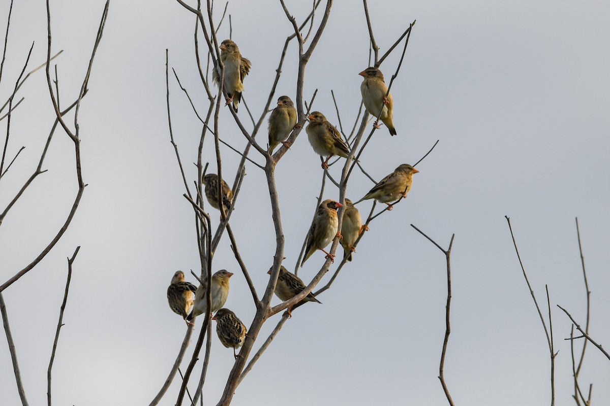 Red-billed Quelea - ML657315825