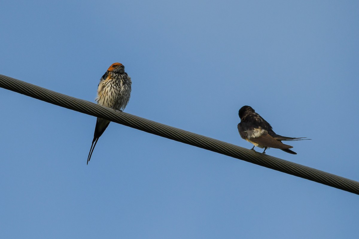 Lesser Striped Swallow - ML657315912