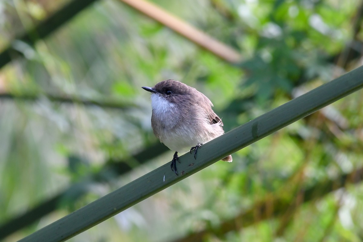 Swamp Flycatcher - ML657315946