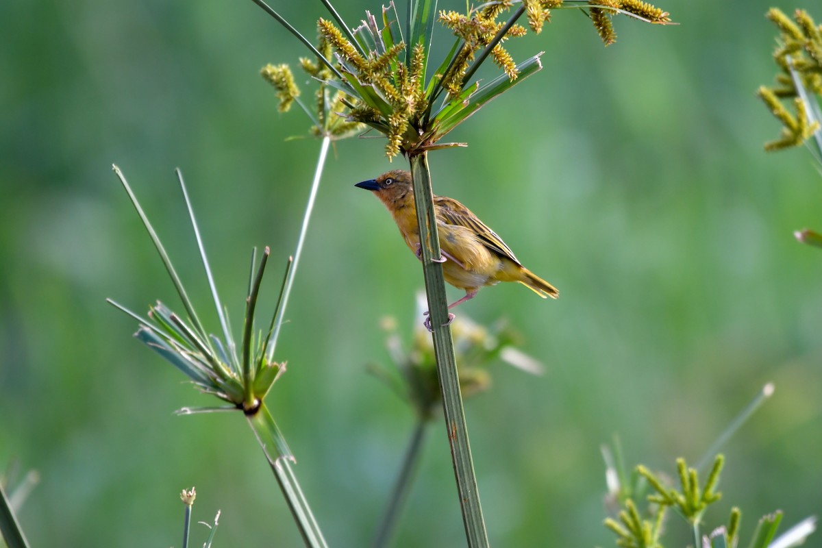 Northern Brown-throated Weaver - ML657315978