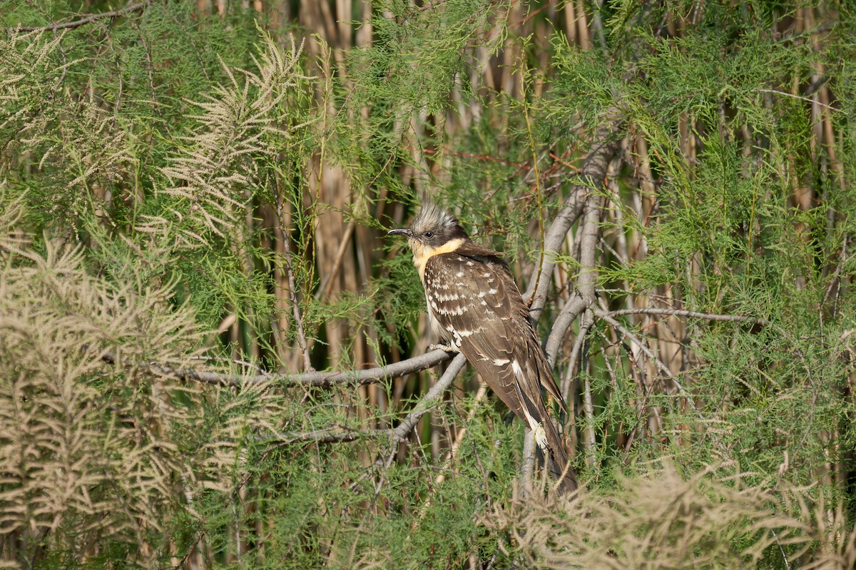 Great Spotted Cuckoo - ML657316294