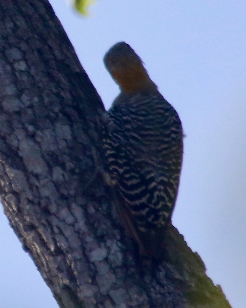 Hoffmann's Woodpecker - Randy Bumbury