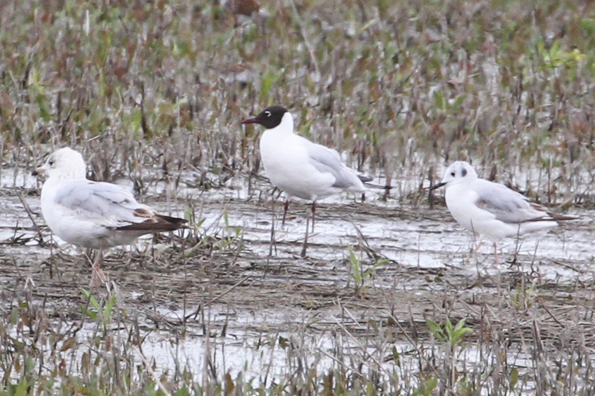 Black-headed Gull - ML657316579