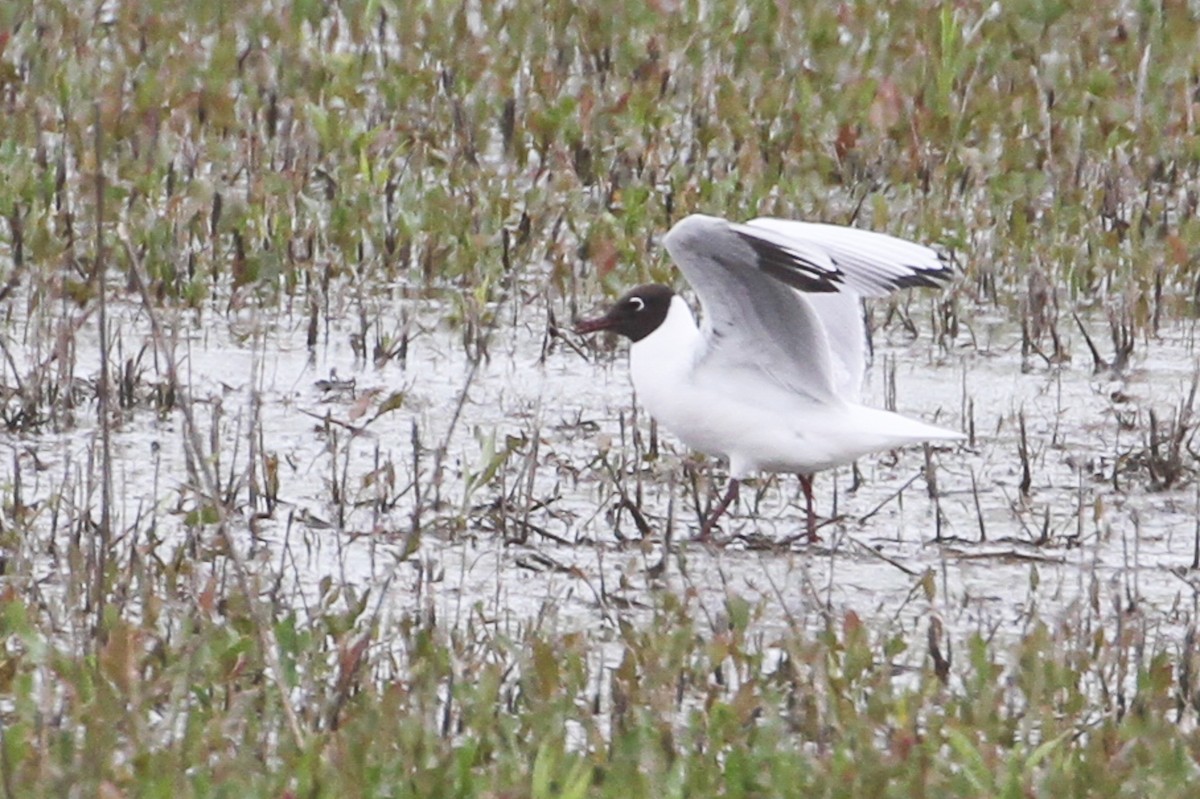 Black-headed Gull - ML657316620