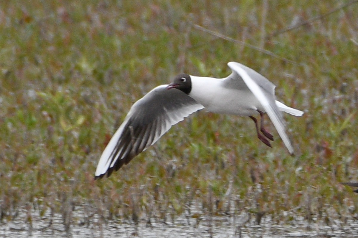 Black-headed Gull - ML657316621