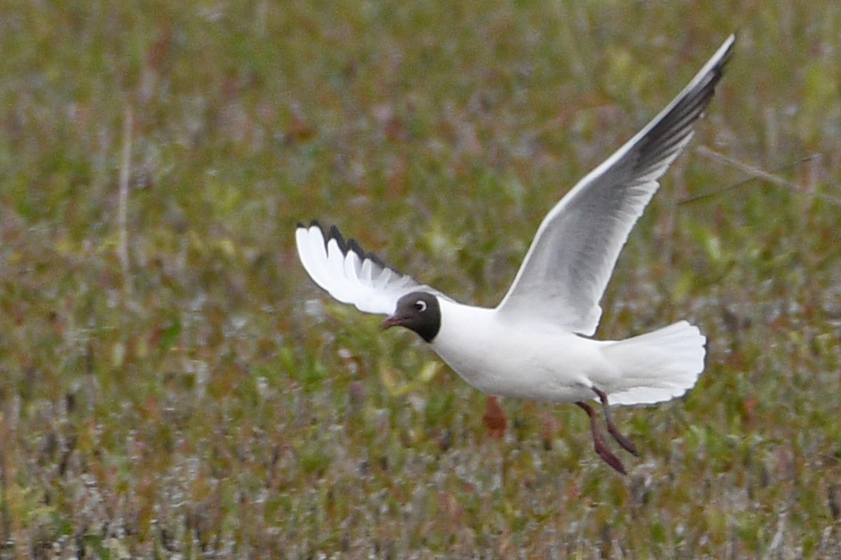 Black-headed Gull - ML657316706
