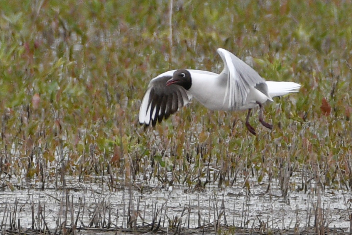 Black-headed Gull - ML657316707