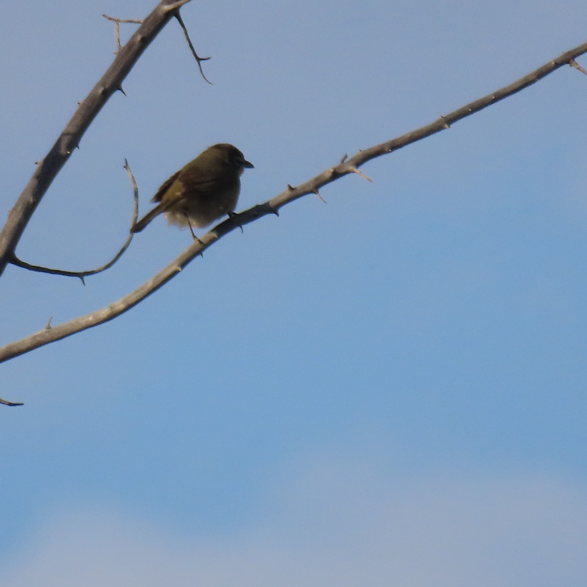 vireo sp. - ML657316935