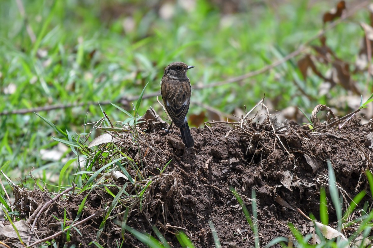 African Stonechat - ML657316989