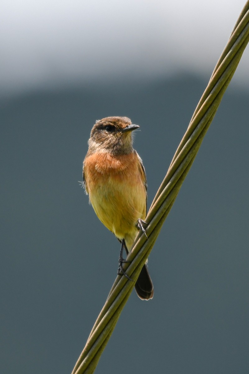 African Stonechat - ML657316998