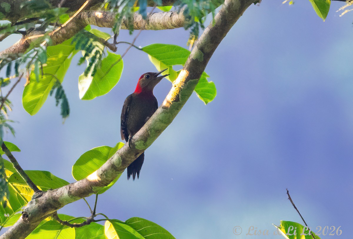 Red-collared Woodpecker - ML657317150