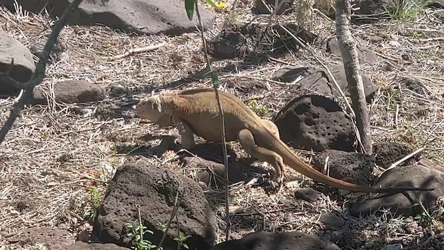 Santa Fe Land Iguana - ML657317213
