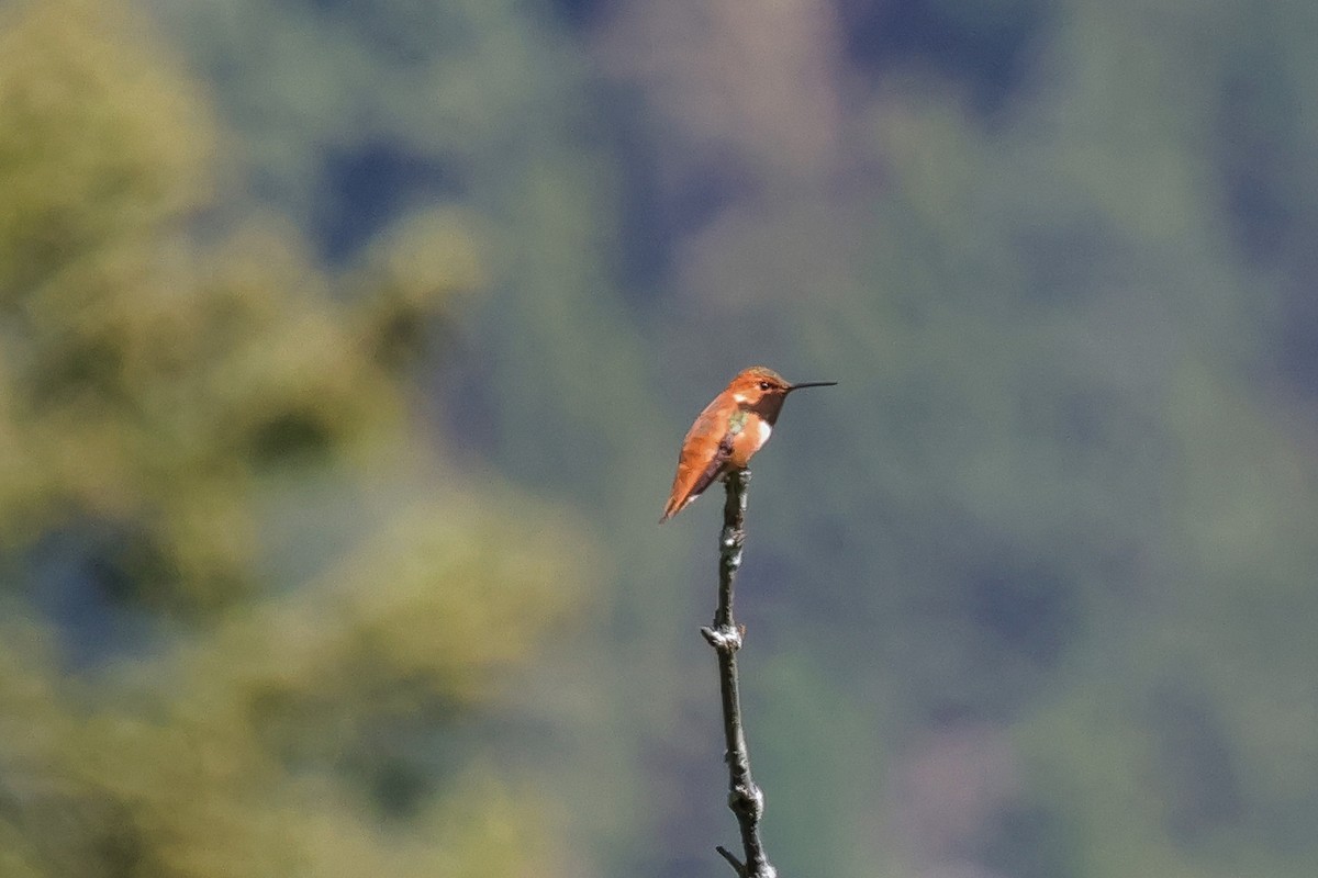 Rufous Hummingbird - ML657317352