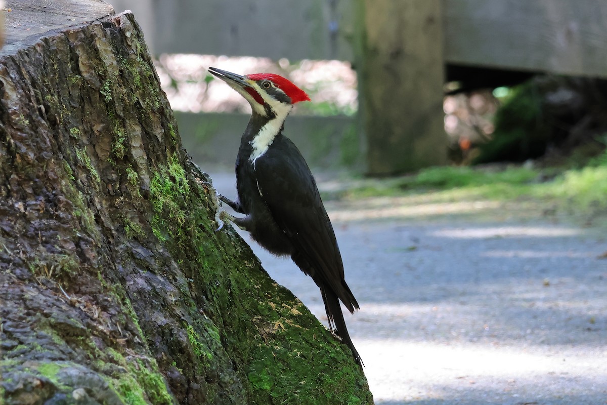 Pileated Woodpecker - ML657317372
