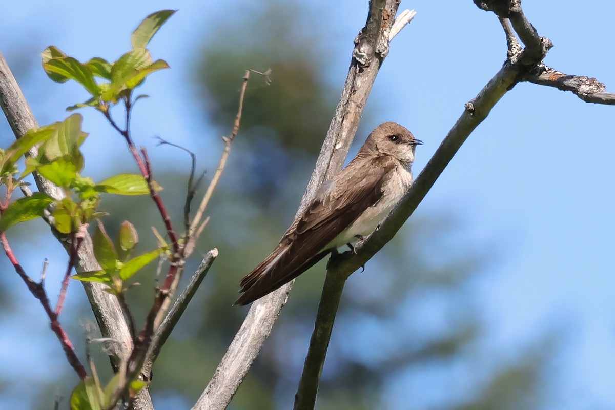 Northern Rough-winged Swallow - ML657317380