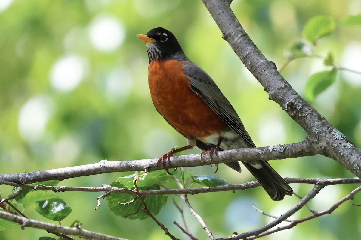 American Robin - ML657317389