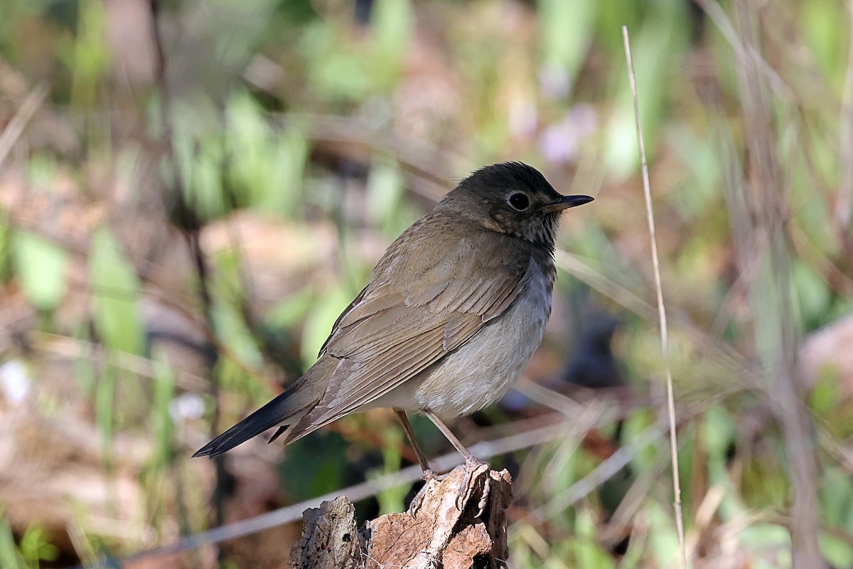 Weidenmusendrossel - ML657317951