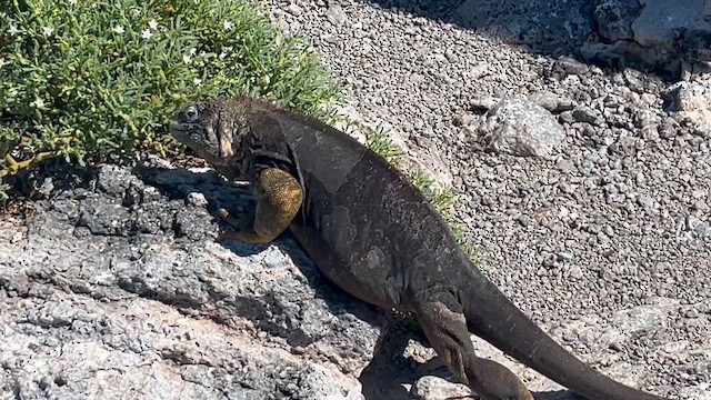 Galápagos Land Iguanas - ML657317959