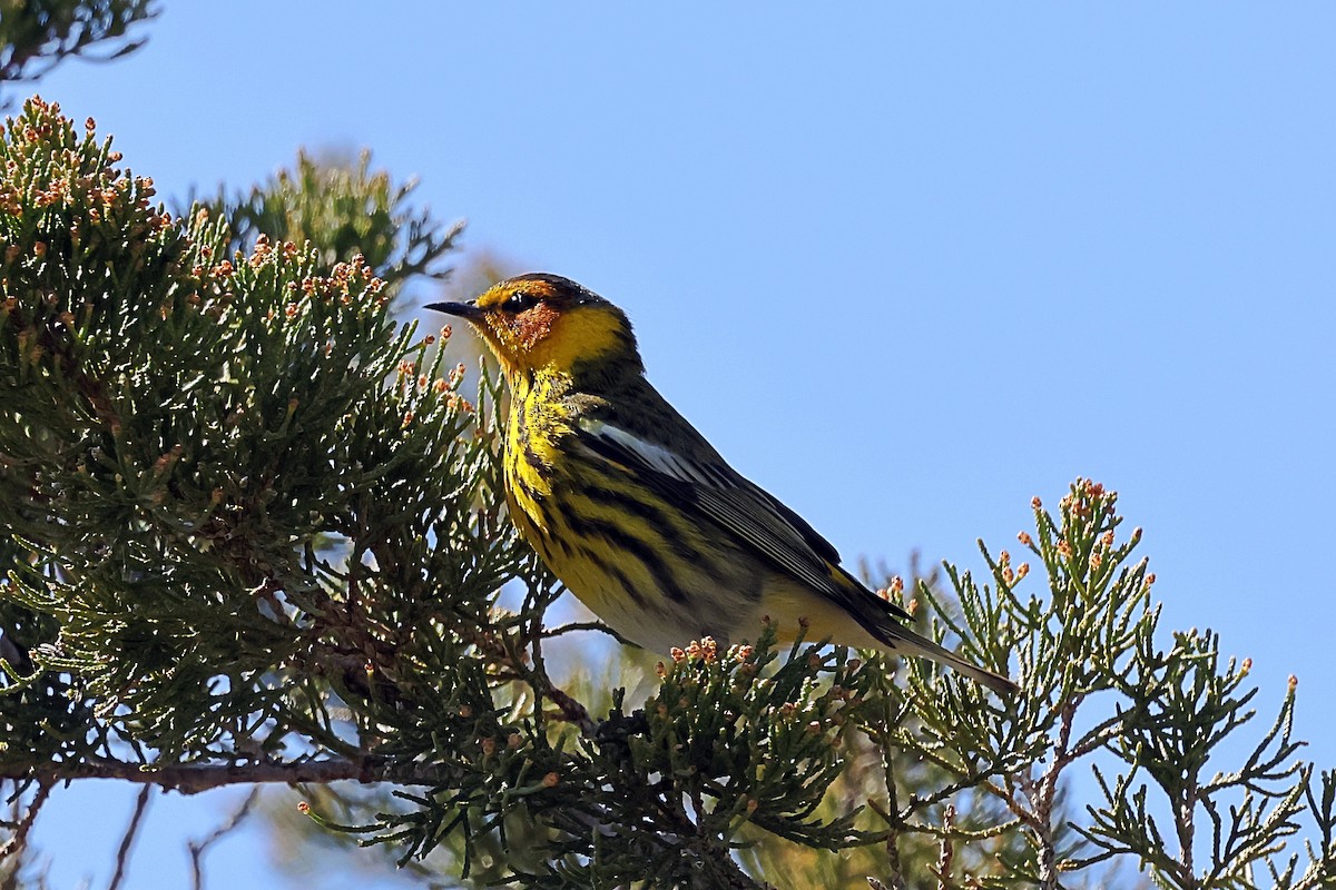 Tigerwaldsänger - ML657318002