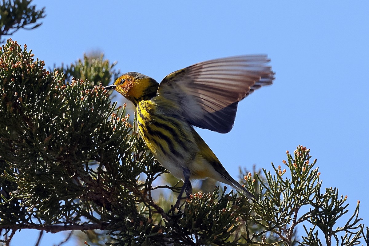 Tigerwaldsänger - ML657318003