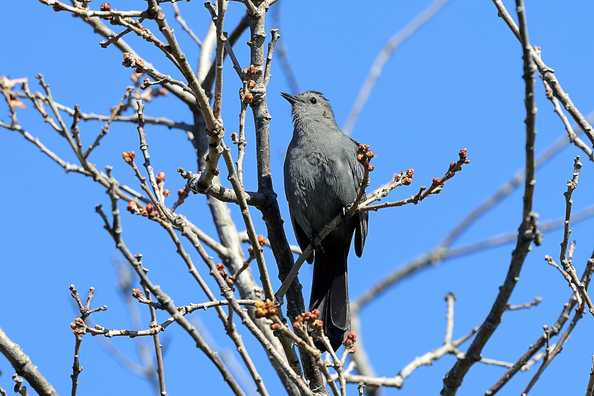 Katzenspottdrossel - ML657318093