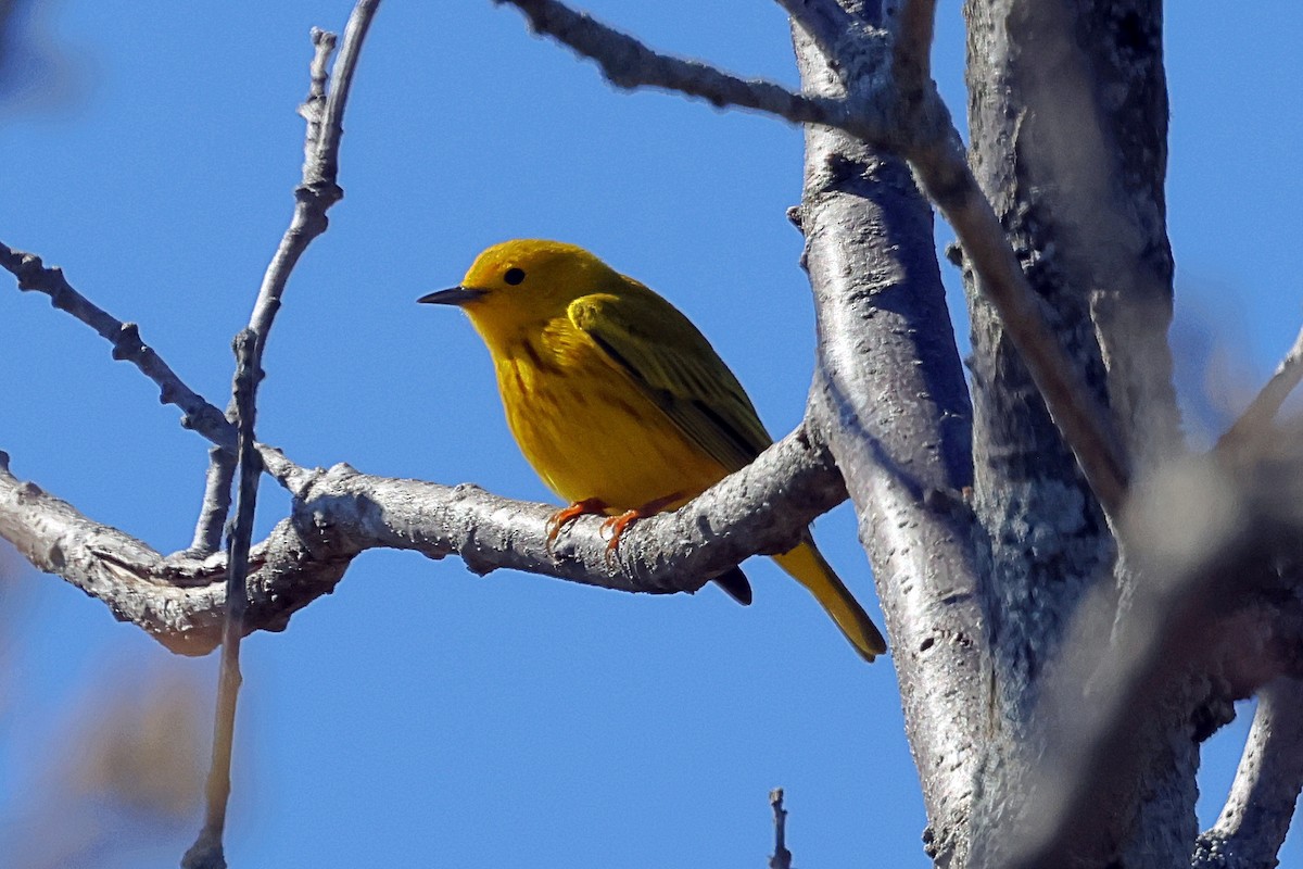 Goldwaldsänger - ML657318124