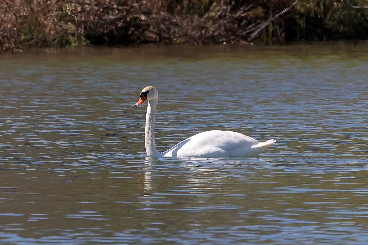 Höckerschwan - ML657318199