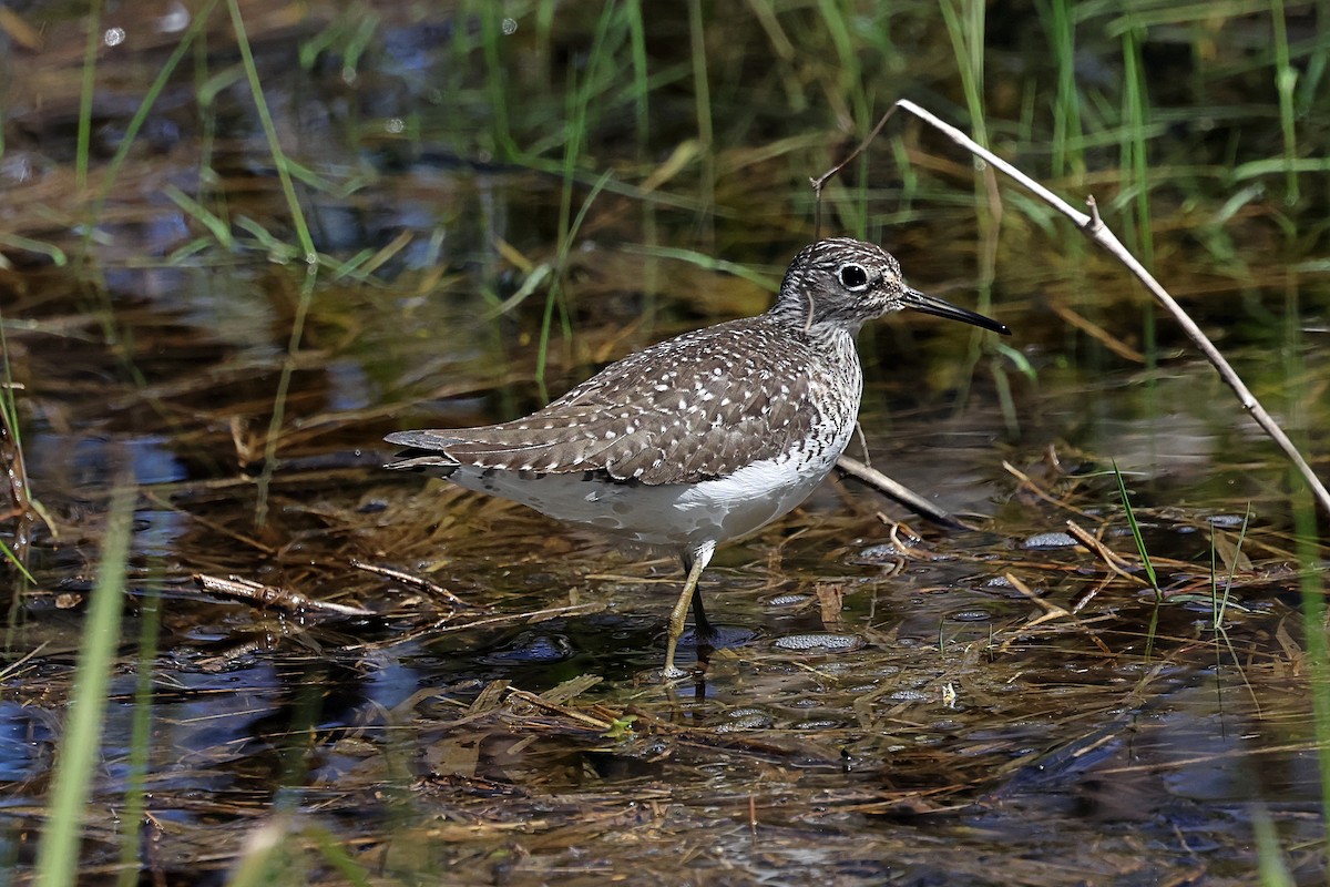 Einsiedelwasserläufer - ML657318217