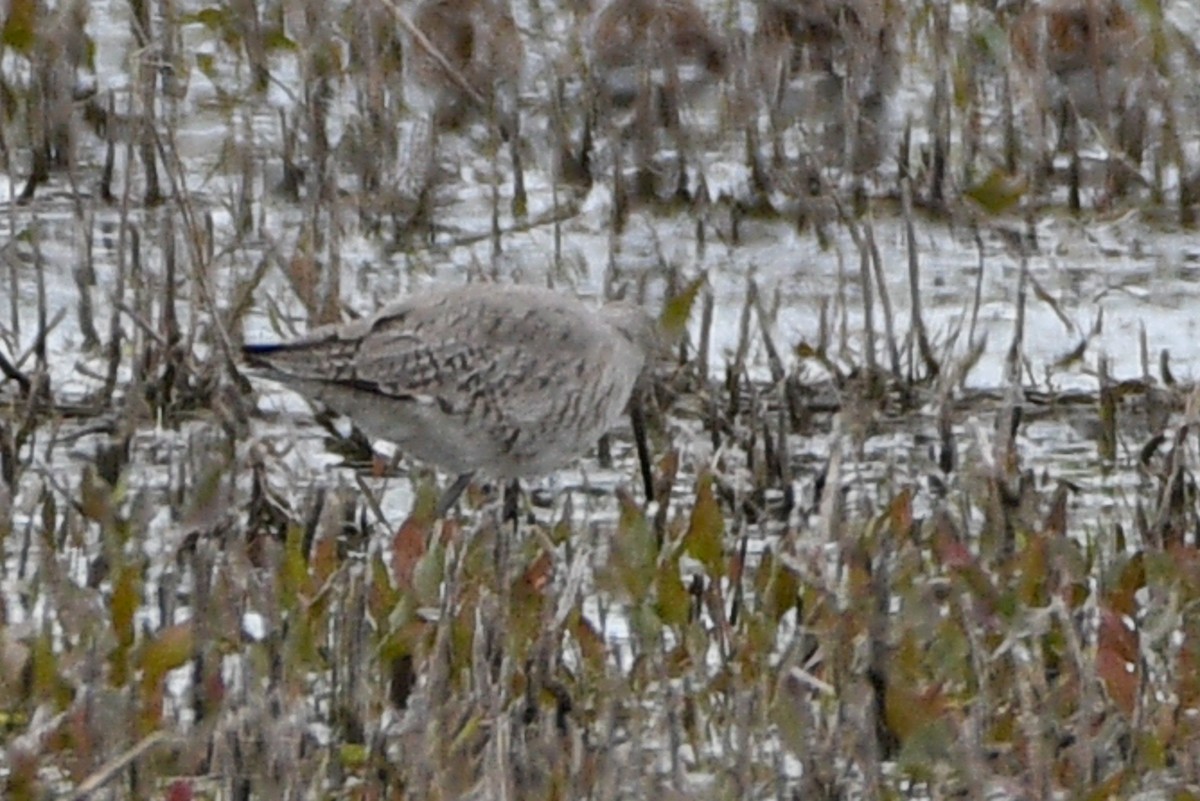Willet - ML657318442