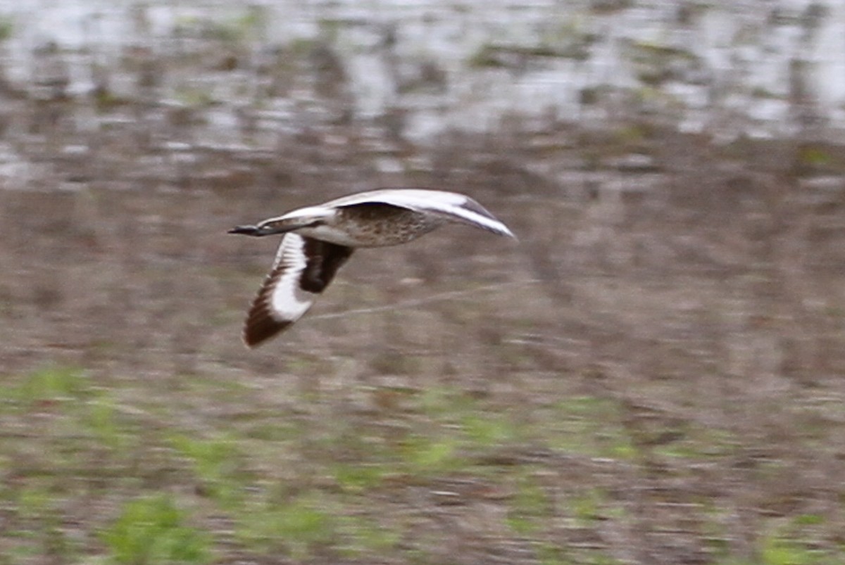 Willet - ML657318443