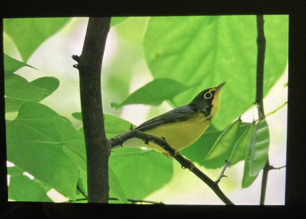Canada Warbler - ML657318955