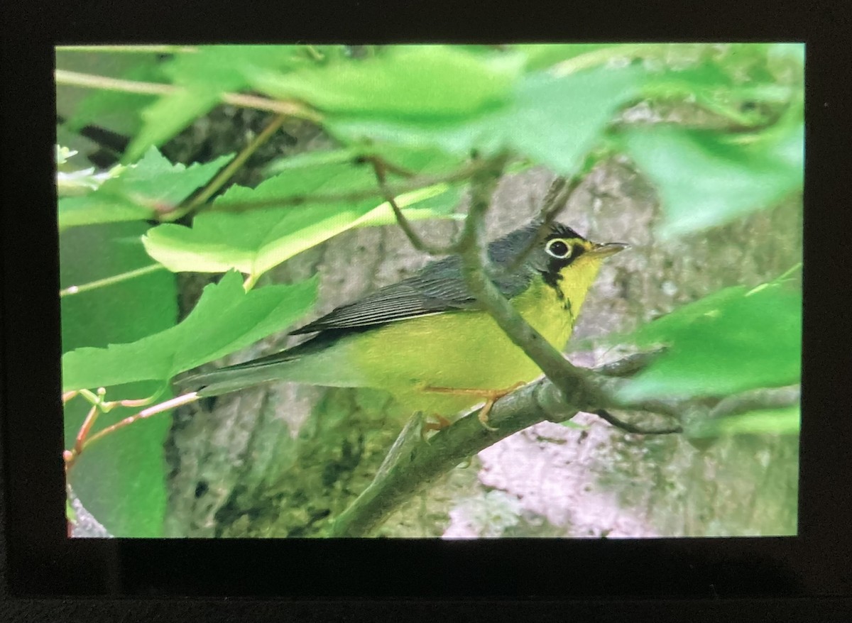 Canada Warbler - ML657318958