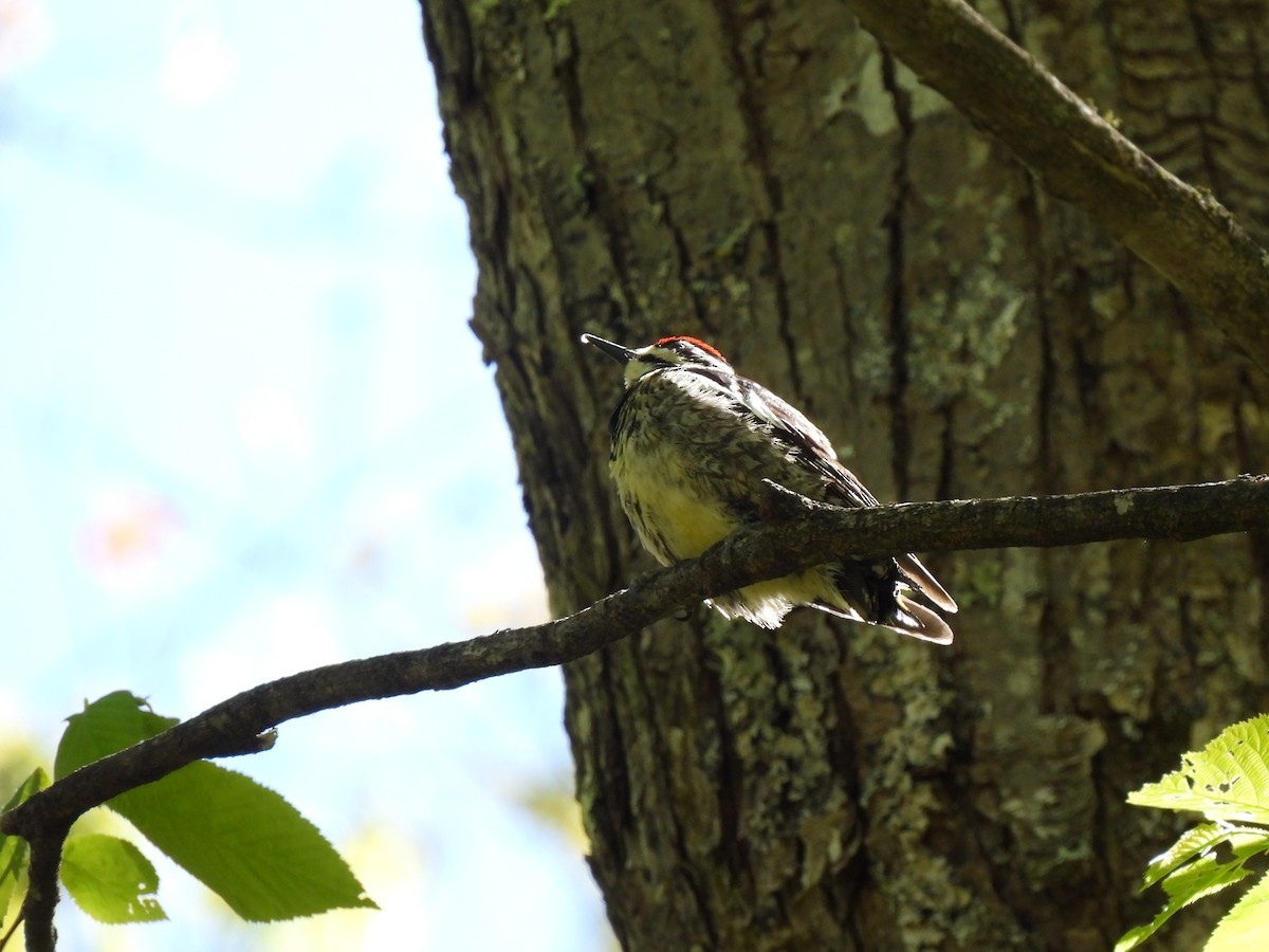 Yellow-bellied Sapsucker - ML657319425
