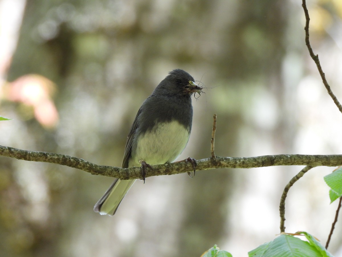 Dark-eyed Junco - ML657319481