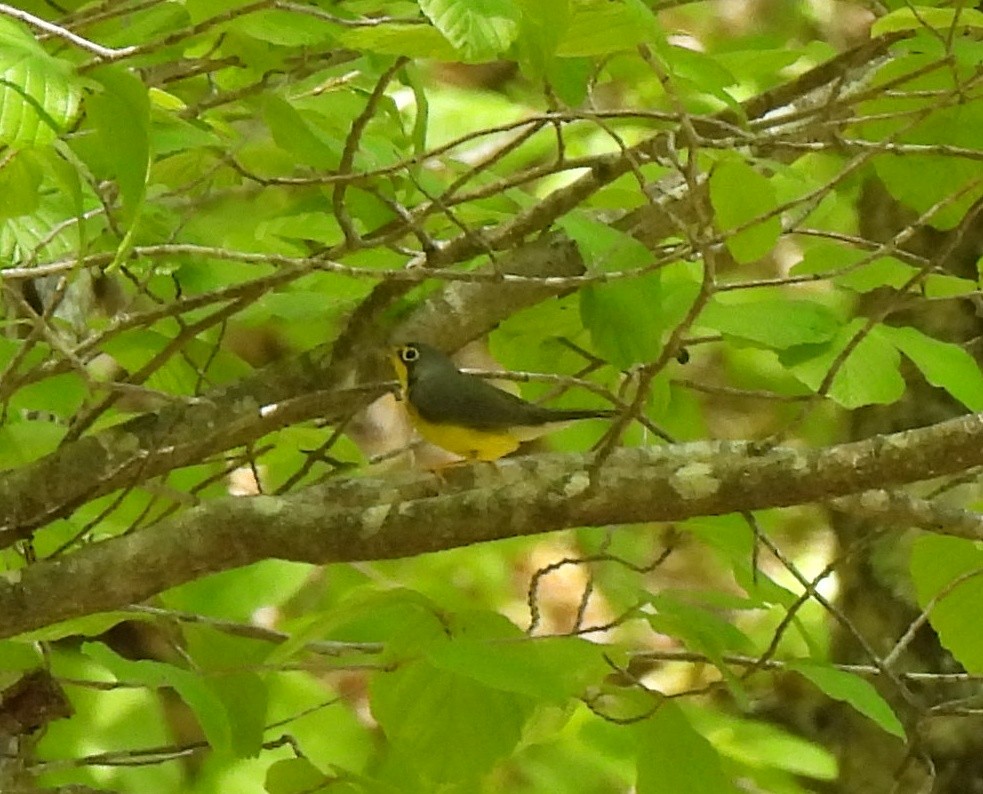 Canada Warbler - ML657319501