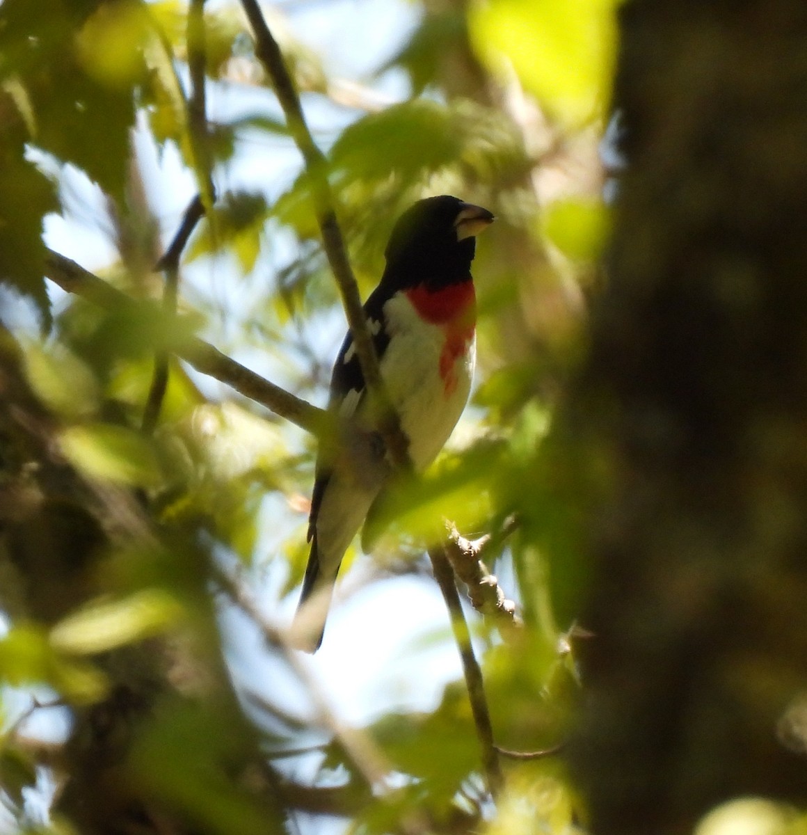 Rose-breasted Grosbeak - ML657319528