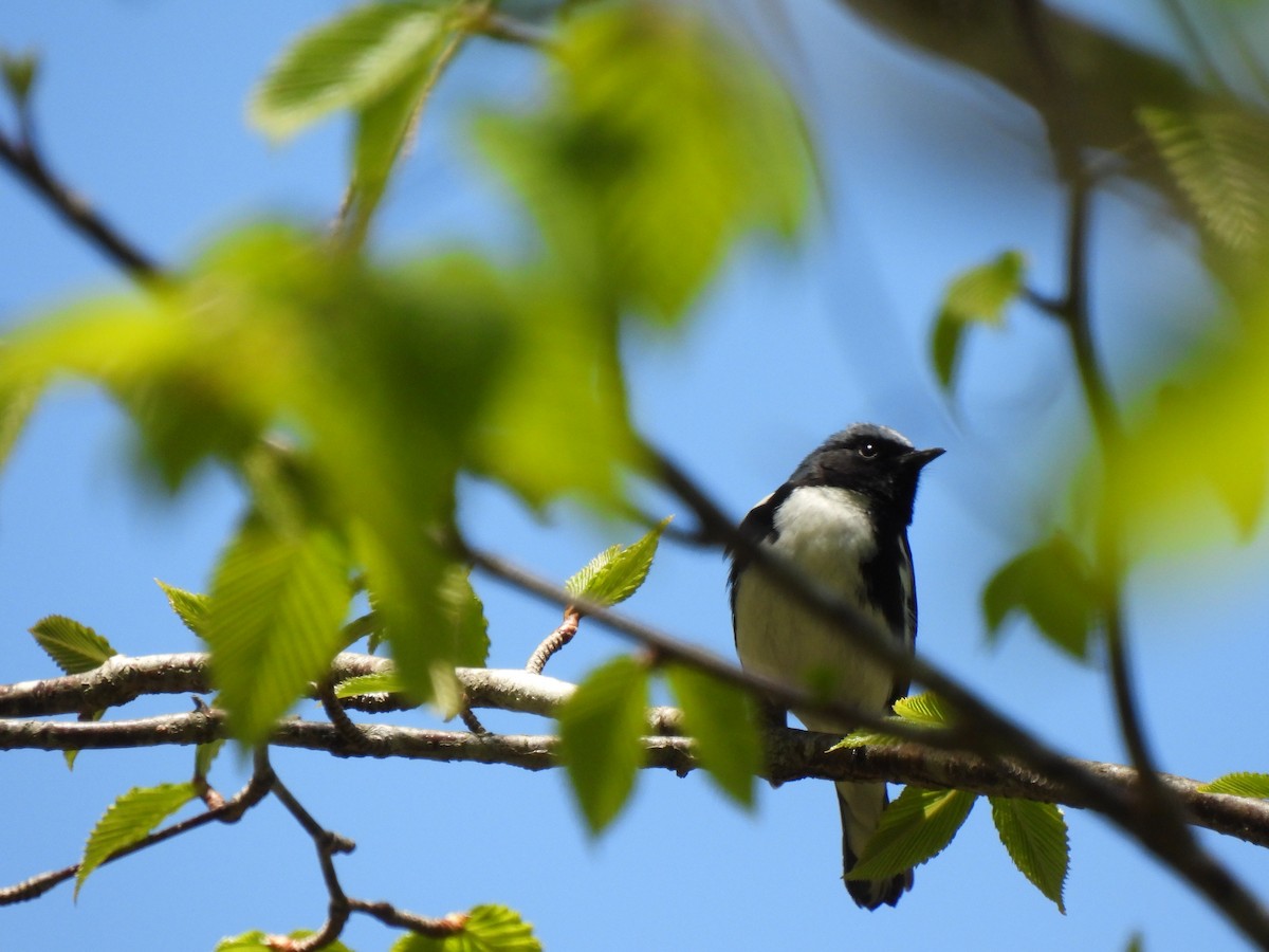 Black-throated Blue Warbler - ML657319548