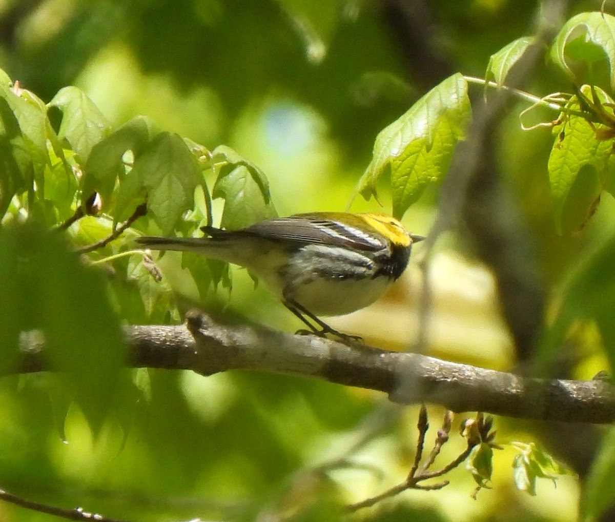 Black-throated Green Warbler - ML657319582