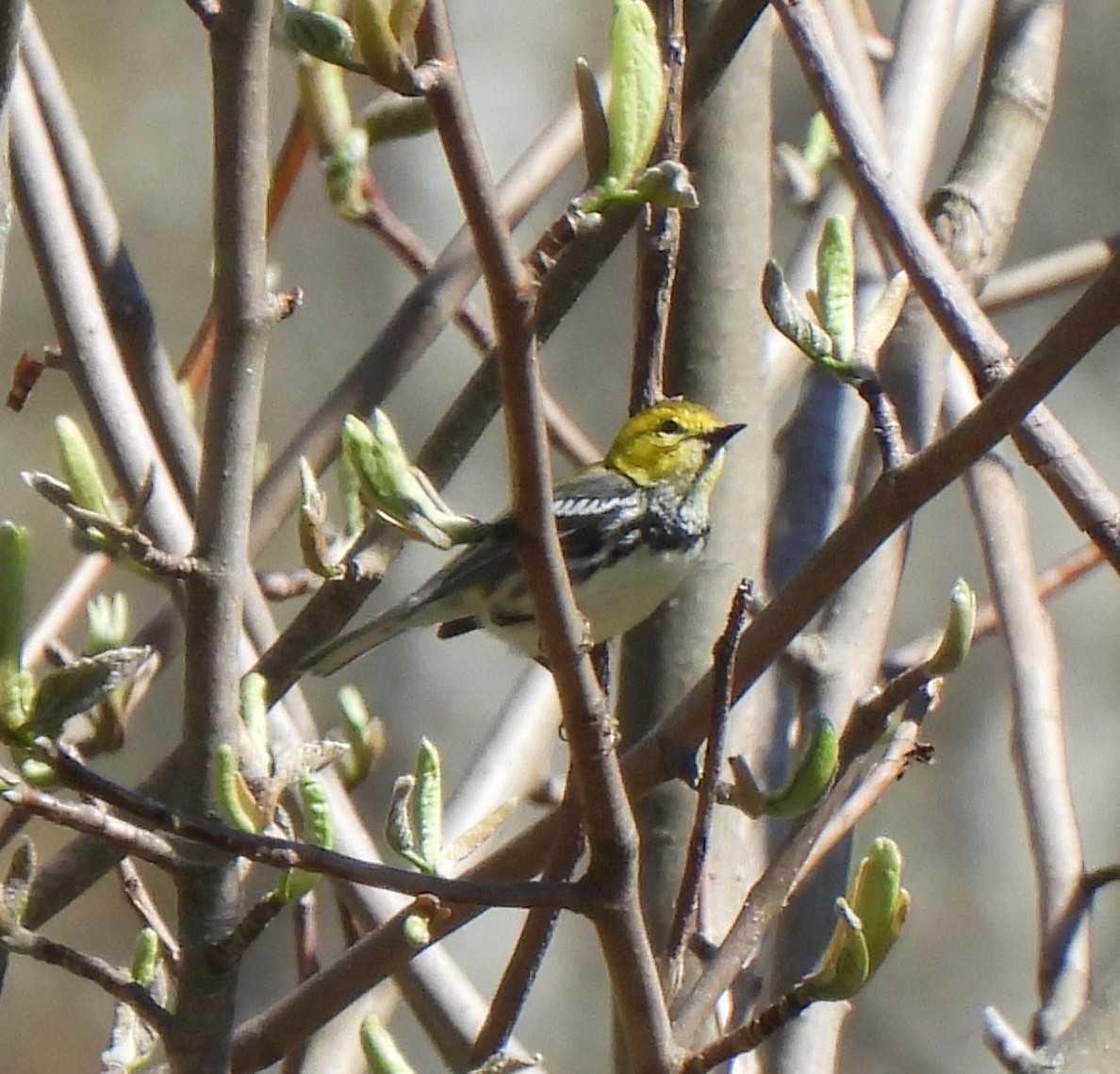 Black-throated Green Warbler - ML657319595