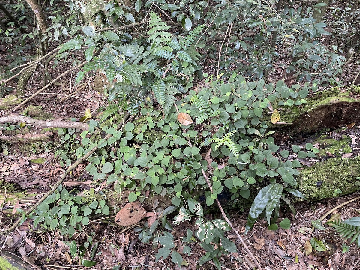 null - ML657320155
